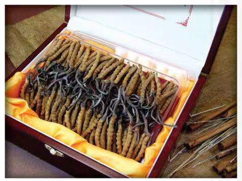 永仁冬虫夏草回收